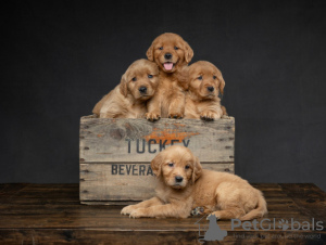 Photo №1. golden retriever - à vendre en ville de Helsinki | négocié | Annonce №88137