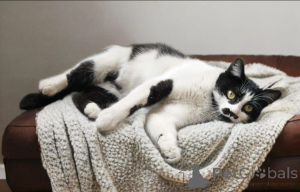 Photo №3. Kitty Busya attend de bons propriétaires !. Fédération de Russie