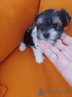 Photo №2 de l'annonce № 175694 de la vente biewer yorkshire terrier - acheter à Israël annonce privée