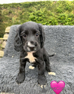 Photo №2 de l'annonce № 168859 de la vente cocker spaniel anglais - acheter à Chypre annonce privée