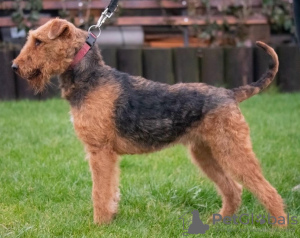 Photo №3. Airedale Terrier FCI. Pologne