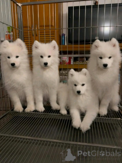 Photo №1. samoyède - à vendre en ville de Berlin | 1000€ | Annonce №138896