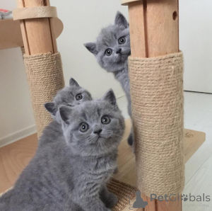 Photo №1. british shorthair - à vendre en ville de OSLO | 500€ | Annonce № 177848