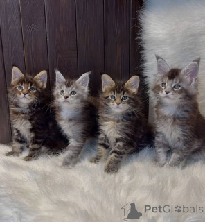 Photo №3. Chatons Maine Coon. USA