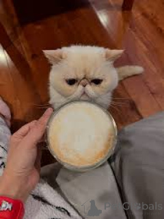 Photo №4. Je vais vendre exotic shorthair en ville de Bruxelles. annonce privée, éleveur - prix - 580€