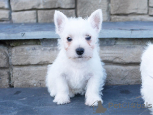 Photo №1. west highland white terrier - à vendre en ville de Newtown | 800€ | Annonce №11838