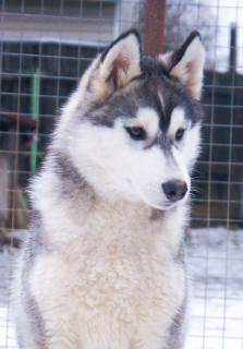 Photo №1. husky de sibérie - à vendre en ville de Москва | 516€ | Annonce №4713