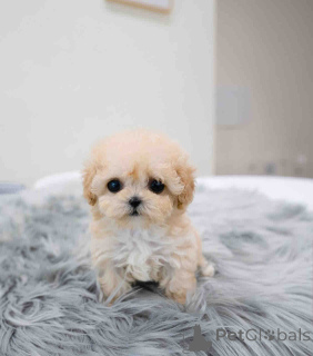 Photo №2 de l'annonce № 139126 de la vente maltipu - acheter à Îles Vierges Américaines éleveur