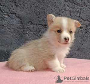 Photo №1. welsh corgi - à vendre en ville de Bačka Topola | négocié | Annonce №120005