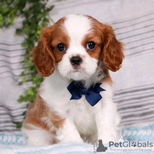 Photo №3. Belle santé Cavalier Puppies Business WhatsApp 37256062792. La finlande