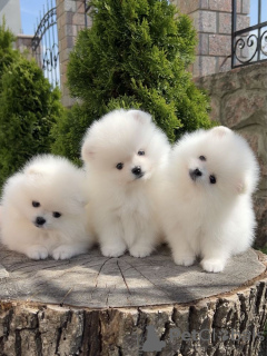 Photos supplémentaires: beaux chiots de Poméranie