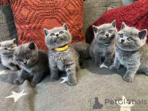 Photo №1. british shorthair - à vendre en ville de Los Angeles | 568€ | Annonce № 125008