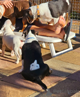 Photo №1. bull terrier - à vendre en ville de Båstad | négocié | Annonce №169785