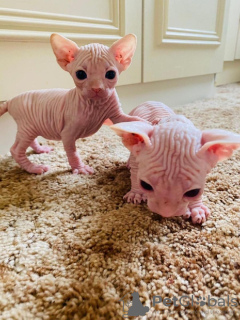 Photo №1. sphynx - à vendre en ville de Saarbrücken | 350€ | Annonce № 113159