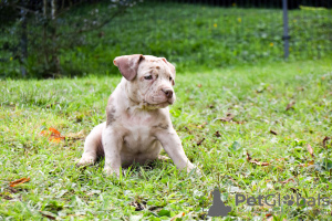 Photos supplémentaires: American Bully poche merle