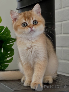 Photo №3. Chatons British Shorthair haut de gamme au tempérament doux disponibles. Allemagne