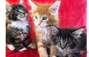 Photo №1. maine coon - à vendre en ville de Berlin | négocié | Annonce № 169730