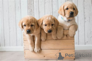Photo №2 de l'annonce № 135480 de la vente golden retriever - acheter à USA annonce privée