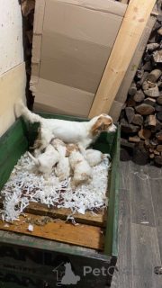 Photo №1. cavalier king charles spaniel - à vendre en ville de Debrecen | 600€ | Annonce №157679