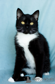 Photo №2 de l'annonce № 135295 de la vente  - acheter à Biélorussie annonce privée