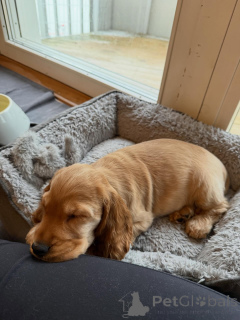 Photo №3. Chiots cocker anglais parfaits avec les enfants !. France