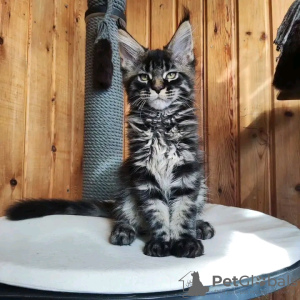 Photo №3. De mignons et adorables chatons Maine coon en bonne santé sont maintenant. Suisse