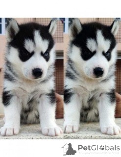 Photo №2 de l'annonce № 175103 de la vente husky de sibérie - acheter à Allemagne annonce privée