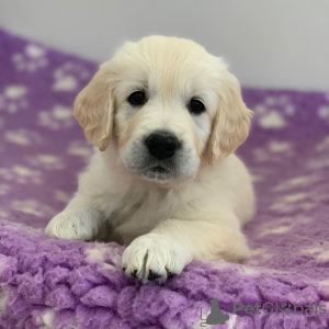 Photo №1. golden retriever - à vendre en ville de Putten | 450€ | Annonce №115298