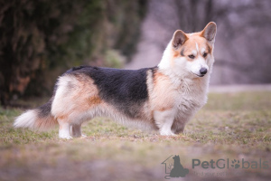 Photos supplémentaires: Corgi gallois Pembroke