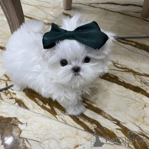 Photo №1. bichon maltais - à vendre en ville de Anderlecht | négocié | Annonce №167879