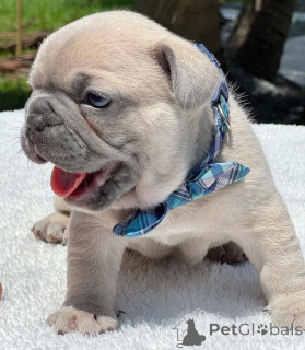 Photo №3. Magnifique Bulldog français lilas de 8 semaines, vétérinaire vérifié et prêt. USA