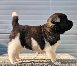 Photos supplémentaires: Akita américain, chiots disponibles