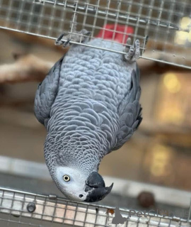 Photo №3. Des perroquets gris africains parlant incroyables disponibles. Les philippines