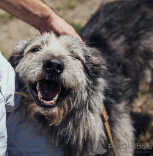 Photo №1. chien bâtard - à vendre en ville de Krasnodar | Gratuit | Annonce №7296