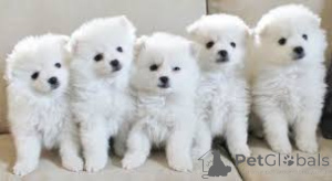 Photo №4. Je vais vendre chien bâtard en ville de Londres.  - prix - négocié