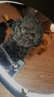 Photo №1. caniche (jouet) - à vendre en ville de Munich | 340€ | Annonce №158885