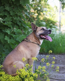 Photo №3. Alva attend une maison.. Fédération de Russie