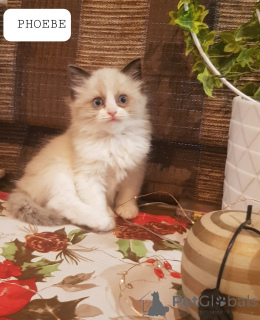 Photo №3. Ragdoll chaton. Allemagne