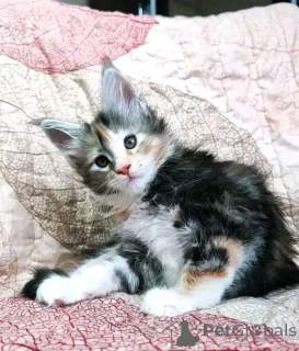 Photo №2 de l'annonce № 137220 de la vente maine coon - acheter à Allemagne éleveur