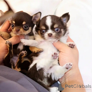 Photo №2 de l'annonce № 167173 de la vente chien bâtard - acheter à USA éleveur