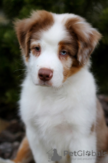 Photo №1. bouvier australien - à vendre en ville de Minsk | négocié | Annonce №42470