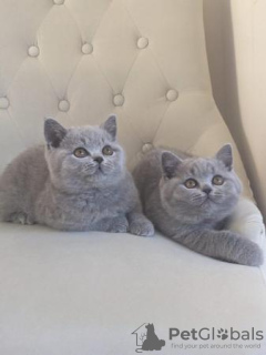 Photo №3. GCCF BSH Chatons bleus, un disponible. Allemagne