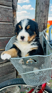 Photo №1. bouvier bernois - à vendre en ville de Dovilai | négocié | Annonce №159872