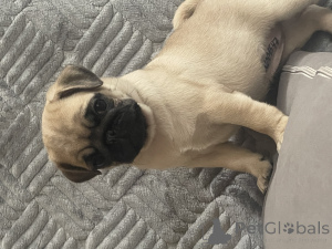 Photo №2 de l'annonce № 155110 de la vente carlin - acheter à Fédération de Russie 