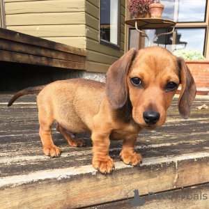 Photo №1. teckel - à vendre en ville de New Rochelle | 638€ | Annonce №135757