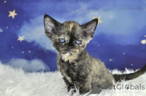 Photo №2 de l'annonce № 166615 de la vente devon rex - acheter à Belgique annonce privée, éleveur