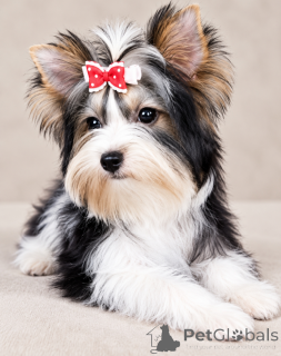 Photo №2 de l'annonce № 176368 de la vente biewer yorkshire terrier - acheter à Turquie éleveur