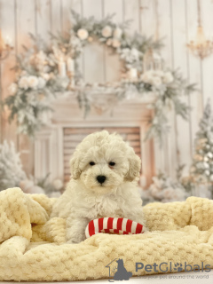 Photo №4. Je vais vendre caniche (jouet) en ville de Poznan. éleveur - prix - 2090€