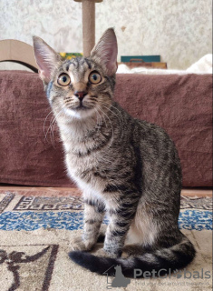 Photos supplémentaires: Un courageux petit tigre - le chaton Oscar est à la recherche d'un foyer !