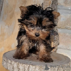 Photos supplémentaires: Chiots yorkshire terrier